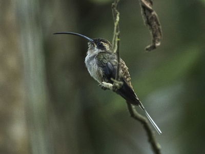 Long-billed hermit