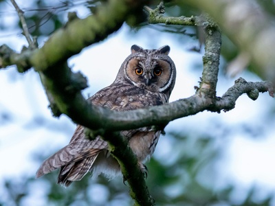 Long-eared owl