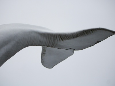 Long-finned Pilot Whale