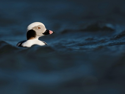 Long-tailed duck