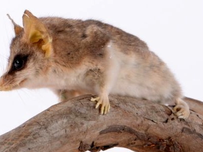 Long-tailed pygmy possum