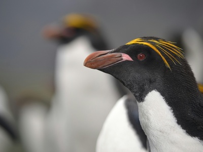 Macaroni Penguin