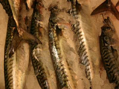 Mackerel