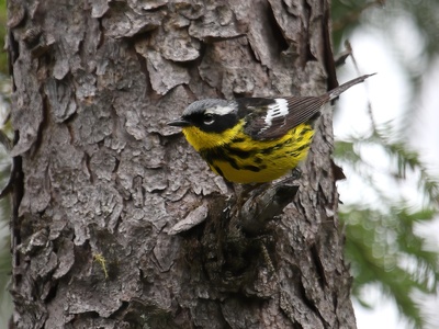 Magnolia Warbler