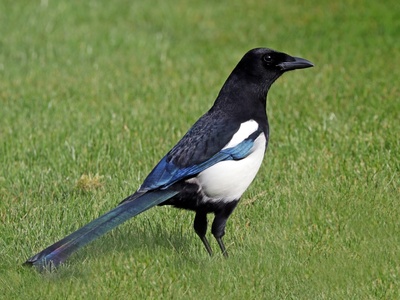 Magpie, Eurasian
