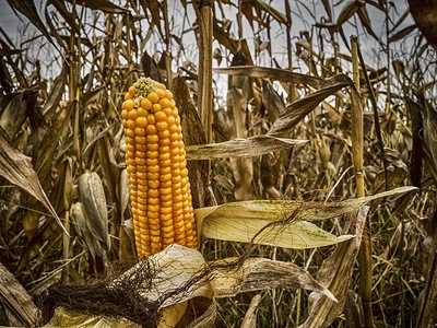 Maize