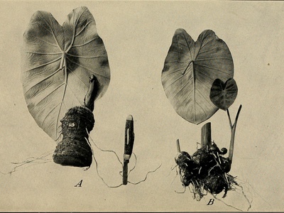 Malanga (Tannia)/Yautía