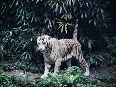 Malayan Tiger