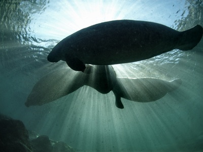 Manatee, West Indian