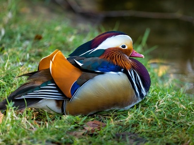 Mandarin Duck