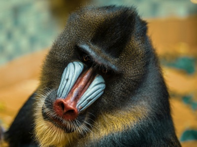 Mandrill