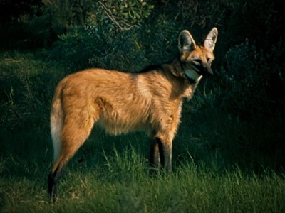 Maned Wolf
