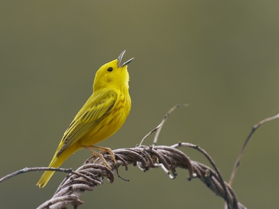 Mangrove Warbler