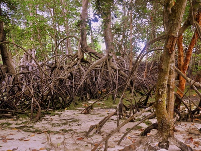 Mangroves and coastal wetlands