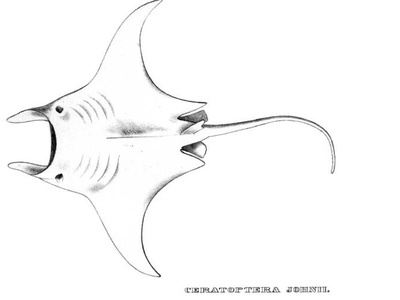 Manta Ray, Giant Oceanic