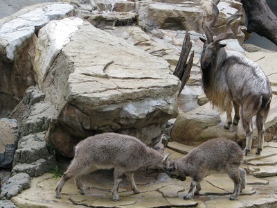 Markhor