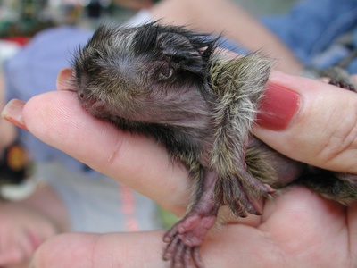Marmoset, Pygmy