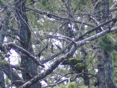 Maroon-fronted Parrot