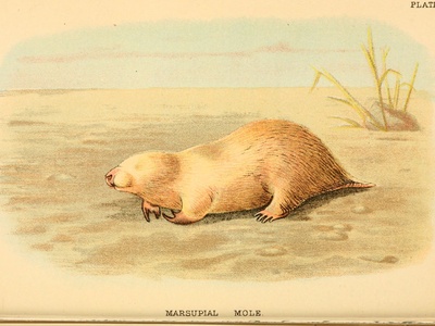 Marsupial mole