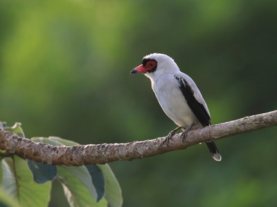 Masked Tityra