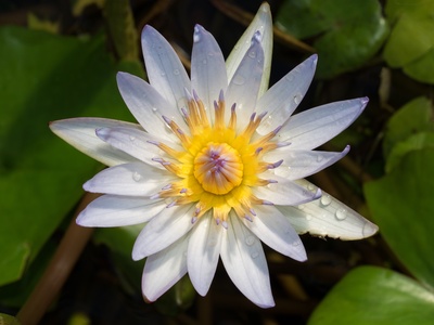 May-lily