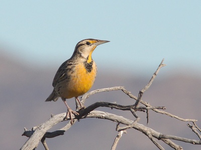 Meadowlark, Eastern
