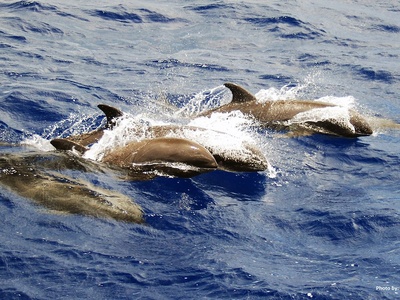 Melon-headed Whale