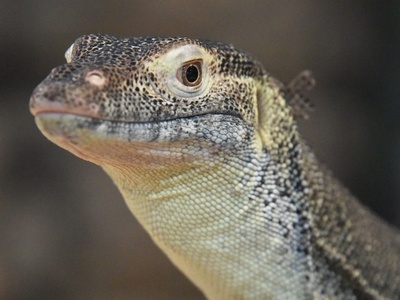 Mertens' Water Monitor