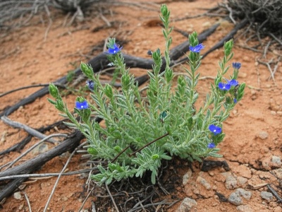 Mesa Verde Stickseed