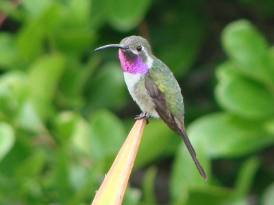 Mexican Sheartail
