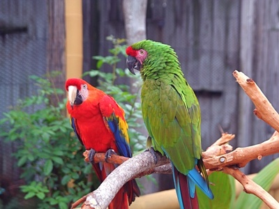 Military Macaw