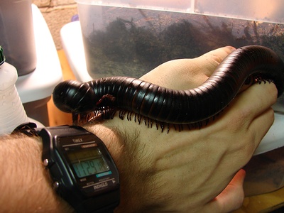 Millipede, Giant African