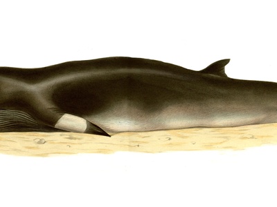 Minke Whale