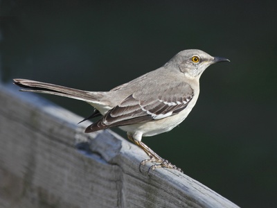 Mockingbird, Northern