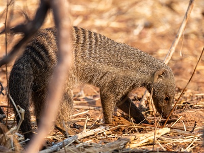 Mongoose, Banded