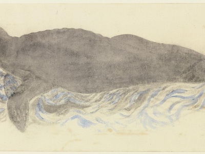 Monk Seal, Mediterranean