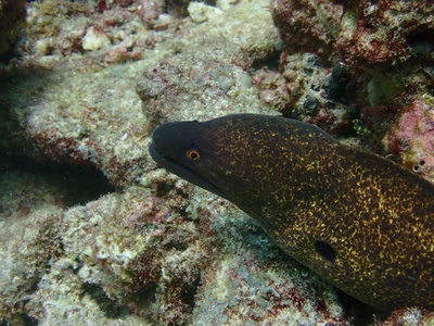 Moray Eel