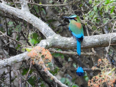 Motmot, Turquoise-browed
