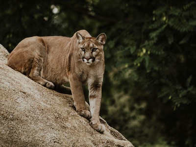 Mountain Lion