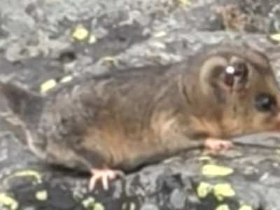 Mountain pygmy-possum