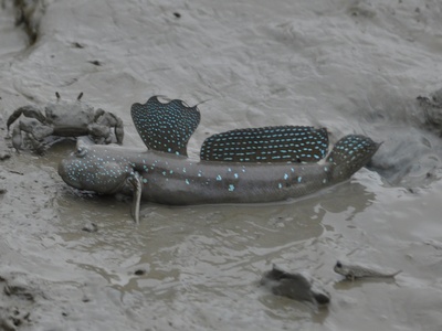 Mudskipper