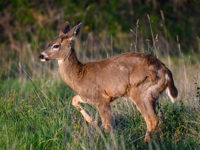 Mule Deer