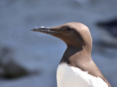 Murre, Common