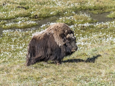 Muskox