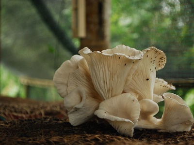Mycoremediation