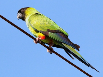 Nanday Parakeet