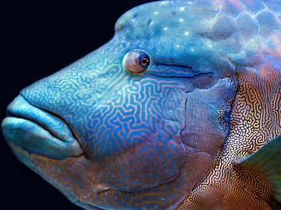 Napoleon Wrasse