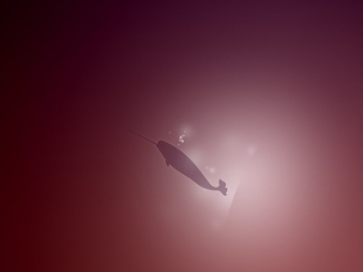 Narwhal