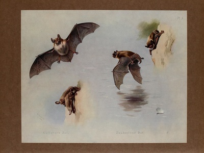 Natterer's Bat
