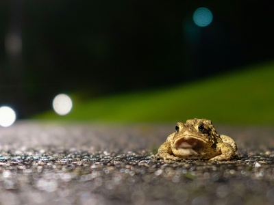 Natterjack Toad